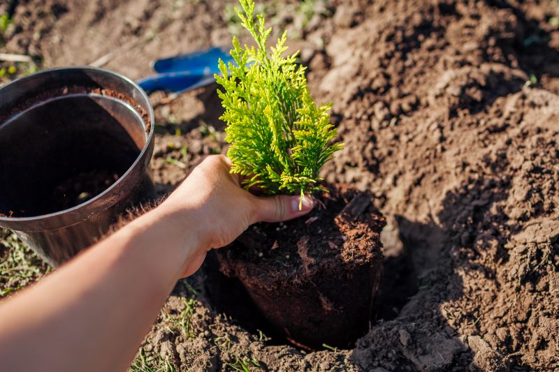 Planting and Soil Preparation